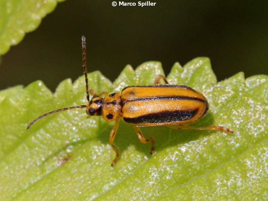 Chrysomelidae:  Xanthogaleruca luteola